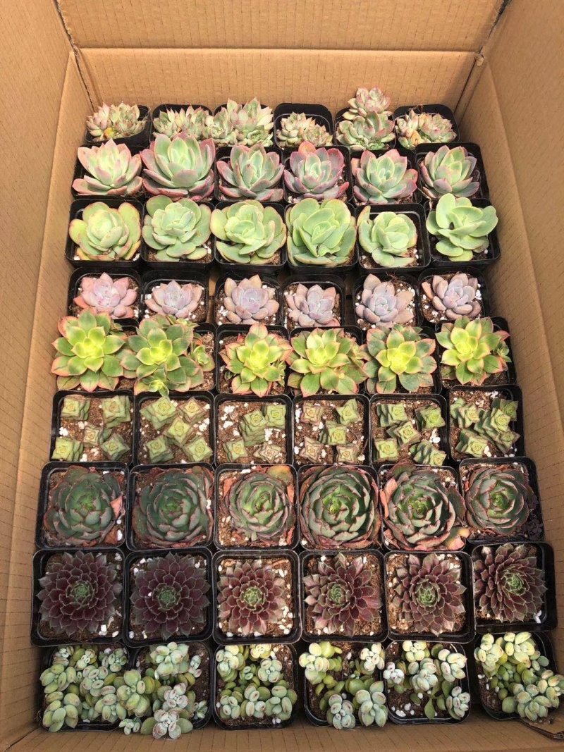 多肉批发整件状态好