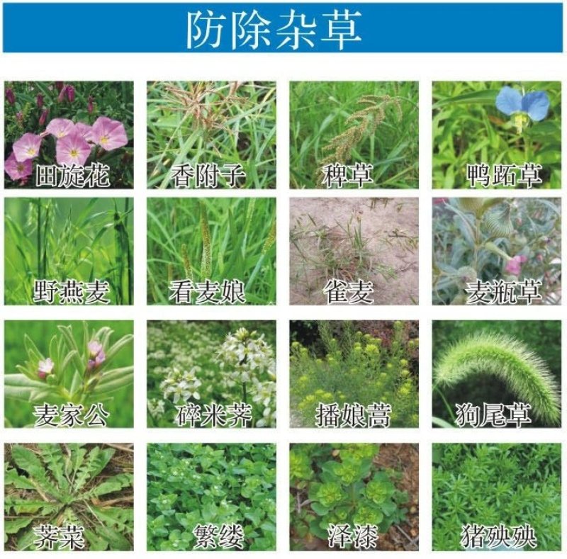 芋酷芋头香芋除草剂芋艿槟榔芋专用魔芋苗后除草剂组合