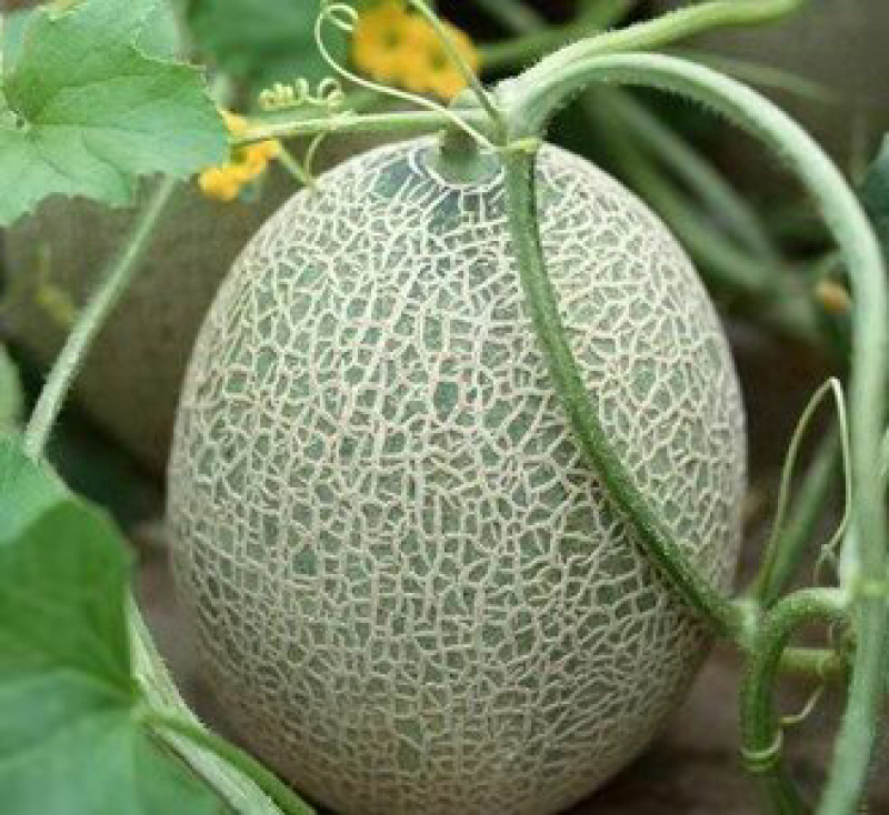 哈密瓜1725花纹靓，吊瓜，口感酥甜，大棚种植