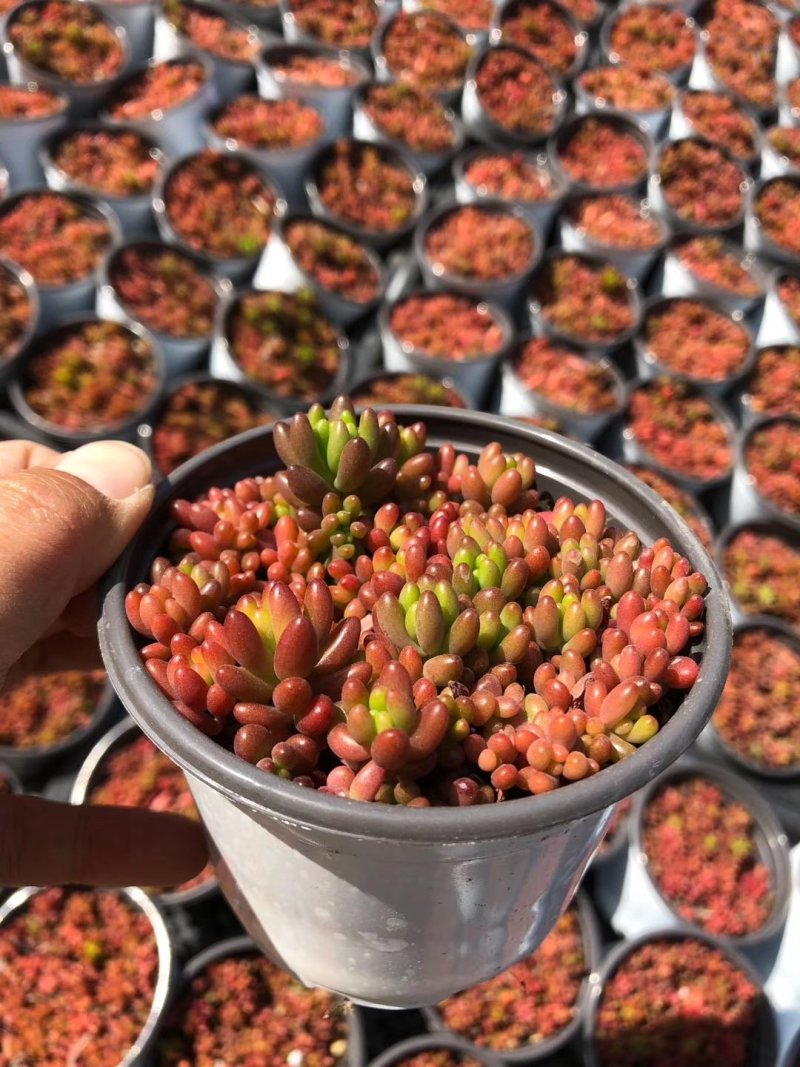 虹之玉多肉
