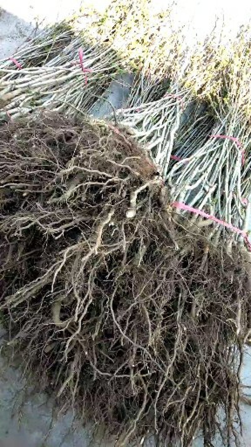 山楂树苗，甜山楂苗，（甜红果）推广的新品种，