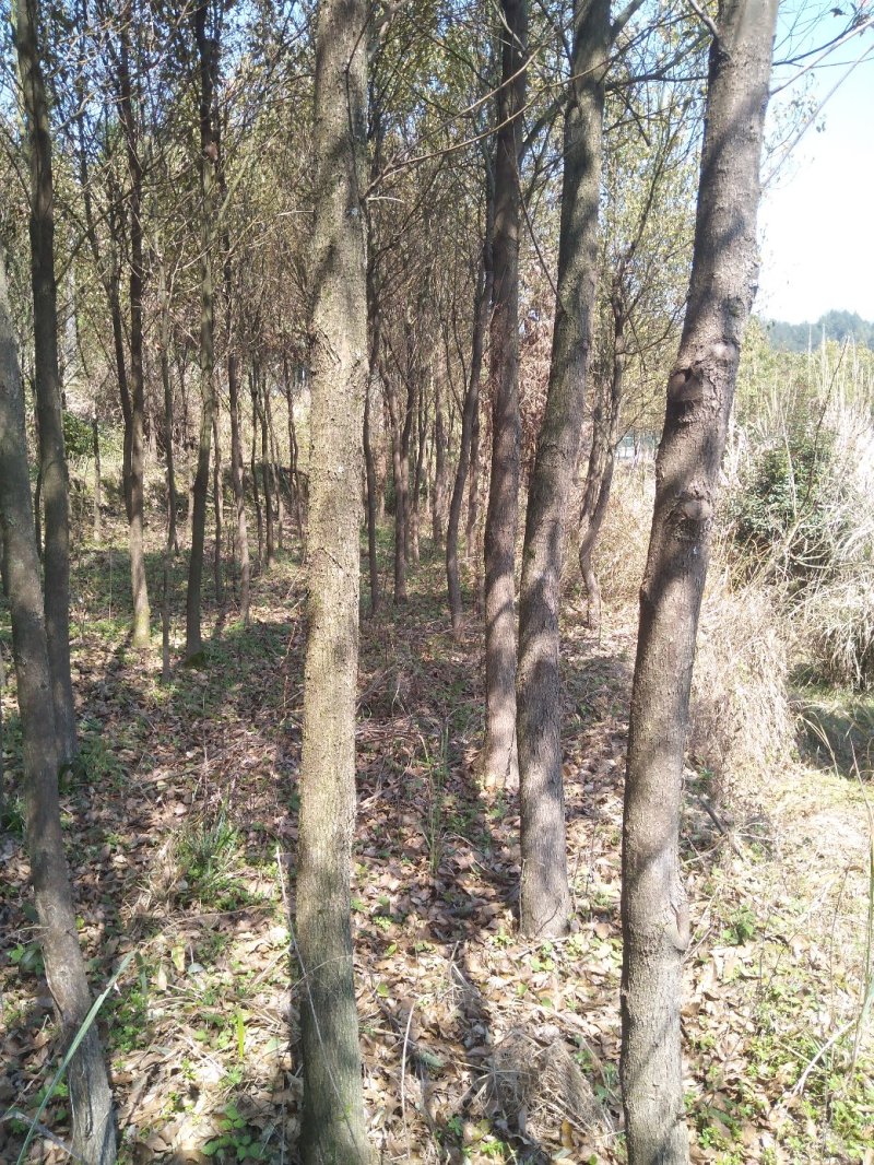 小叶香樟8-12工分，工程苗，全寇苗，全年有货