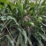 石化草野生