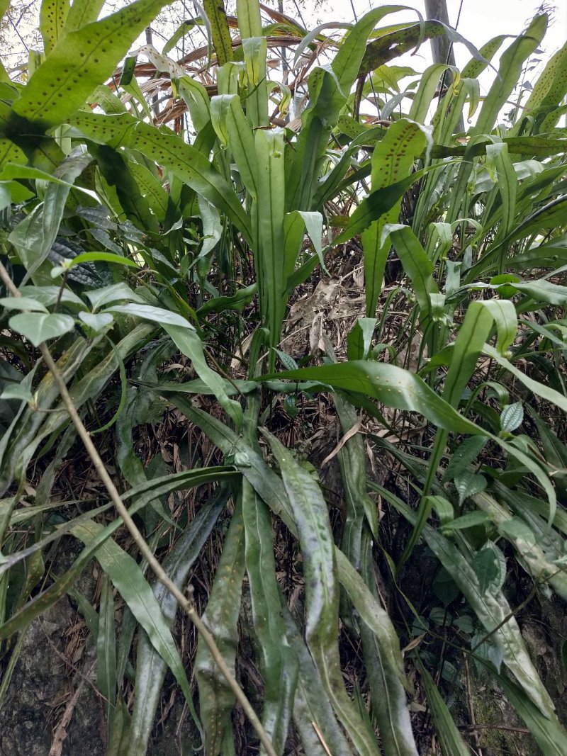 石化草野生