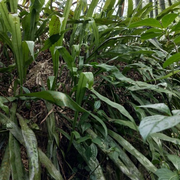 石化草野生