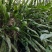 石化草野生