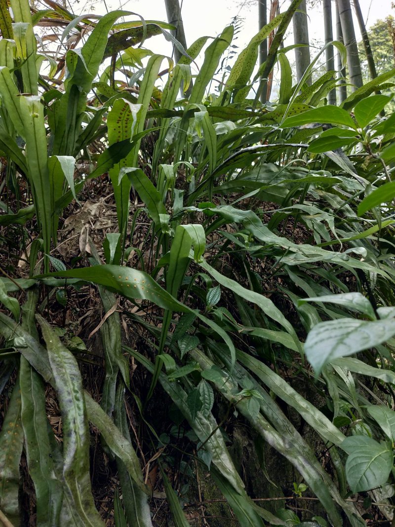 石化草野生