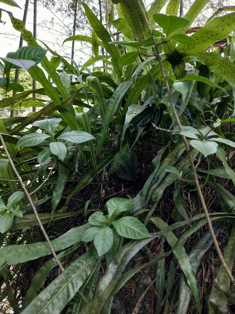 石化草野生