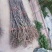 矮化乔化苹果苗品种有瑞雪.秦脆.烟富.爱妃等系列