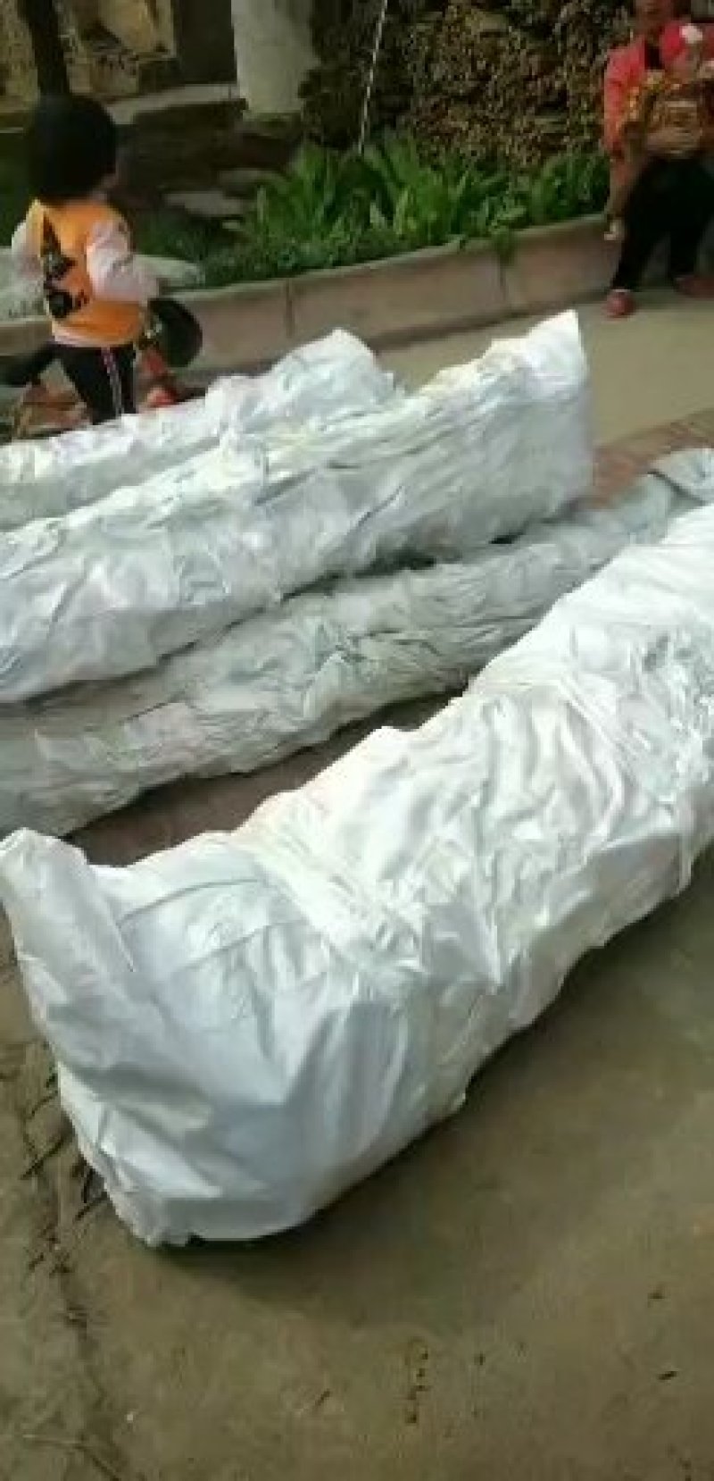 矮化乔化苹果苗品种有瑞雪.秦脆.烟富.爱妃等系列