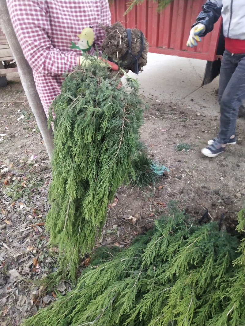 塔柏50厘米-4米高的大量出售