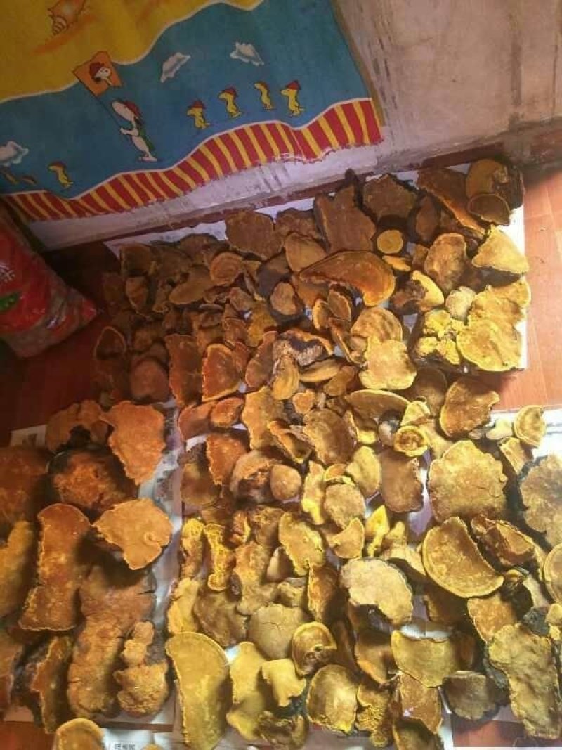 桑黄