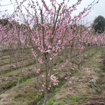 水蜜桃苗