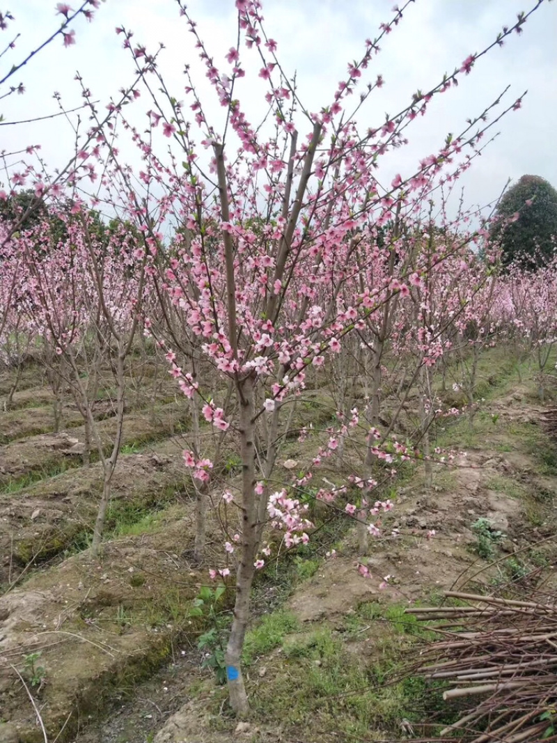 水蜜桃苗