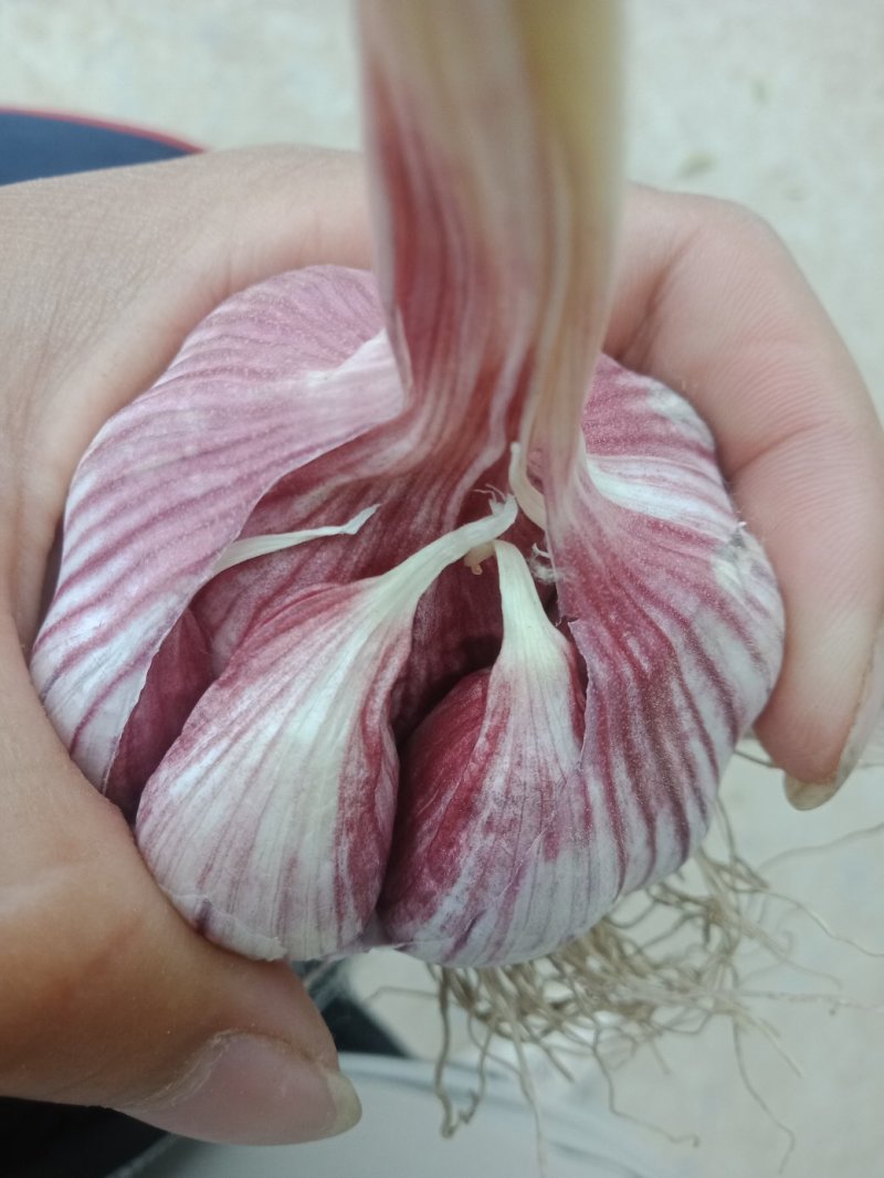 鲜蒜(把蒜，苗蒜红皮大蒜，颗蒜)蒜把