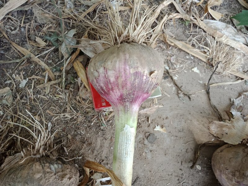鲜蒜(把蒜，苗蒜红皮大蒜，颗蒜)蒜把