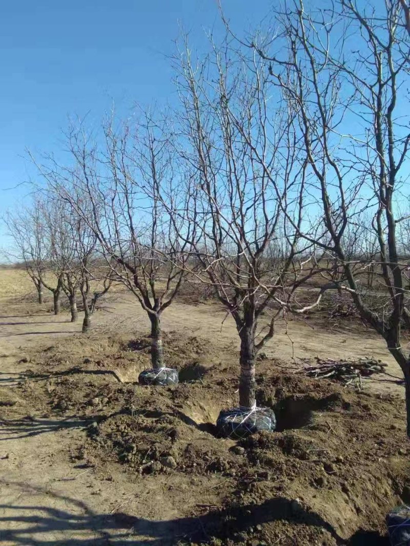 大量供应各种规格枣树枣树苗