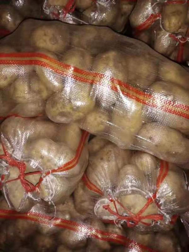 大量供应，荷兰十五土豆，可以入冷库，走市厂，