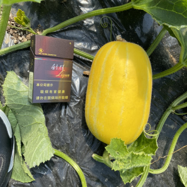 头茬黄金瓜，又甜又脆，味道好吃，颜色好看！