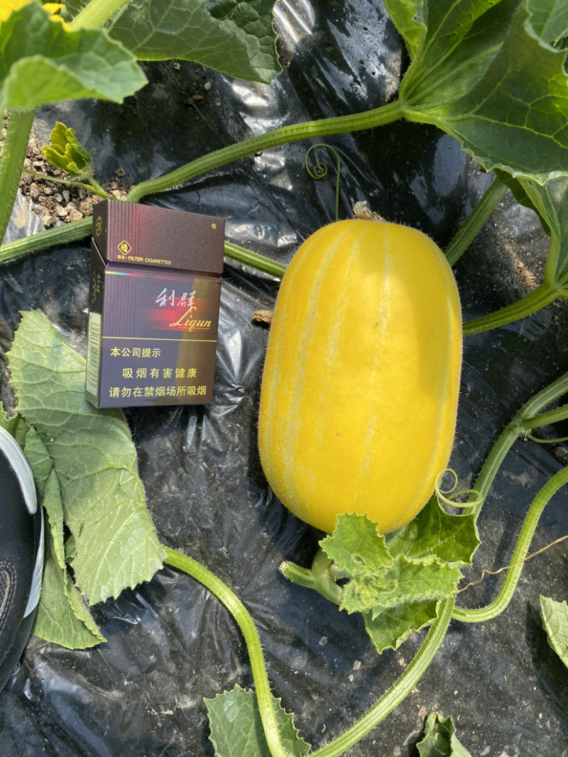 头茬黄金瓜，又甜又脆，味道好吃，颜色好看！