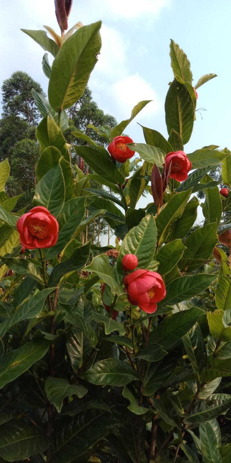 越南抱径茶花、花期夏季至秋季