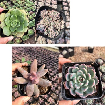 各种多肉批发
