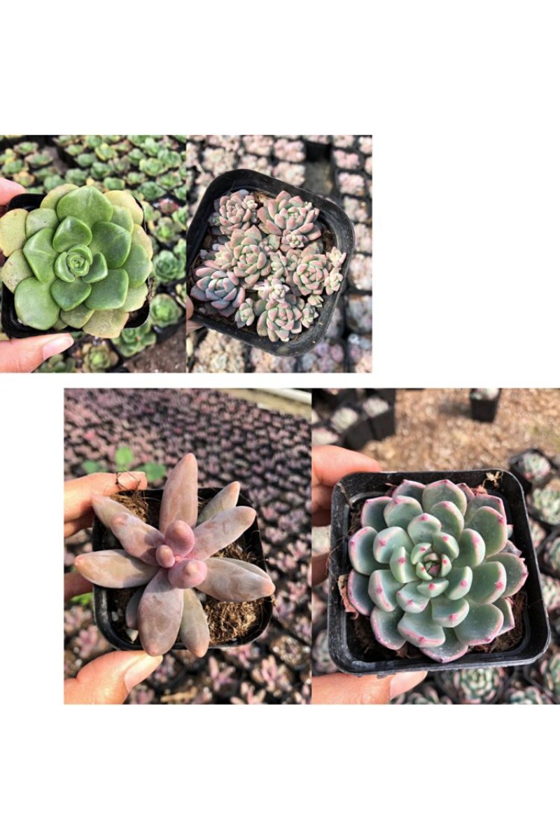 各种多肉批发