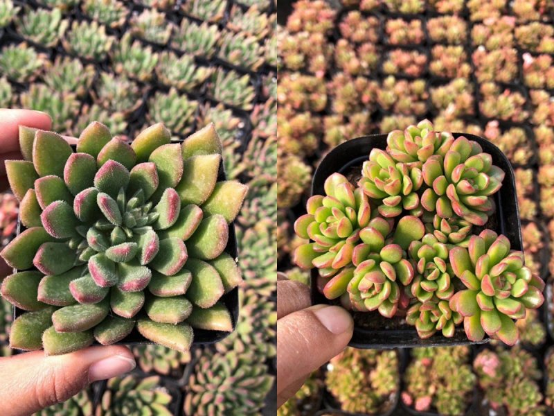 各种多肉批发