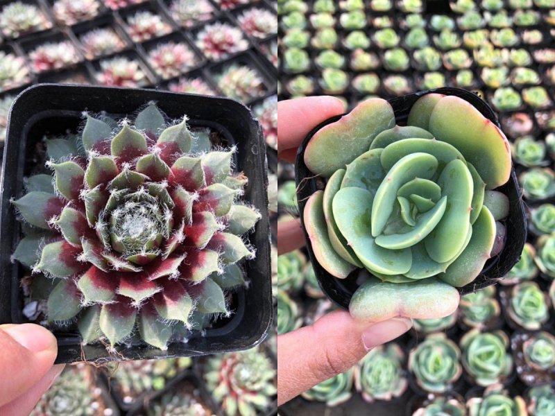 各种多肉批发