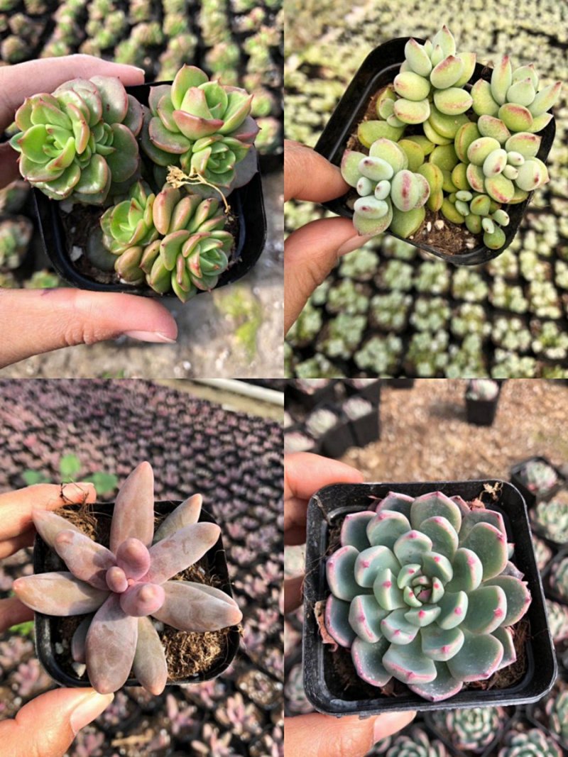 各种多肉批发