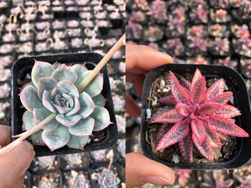 各种多肉批发