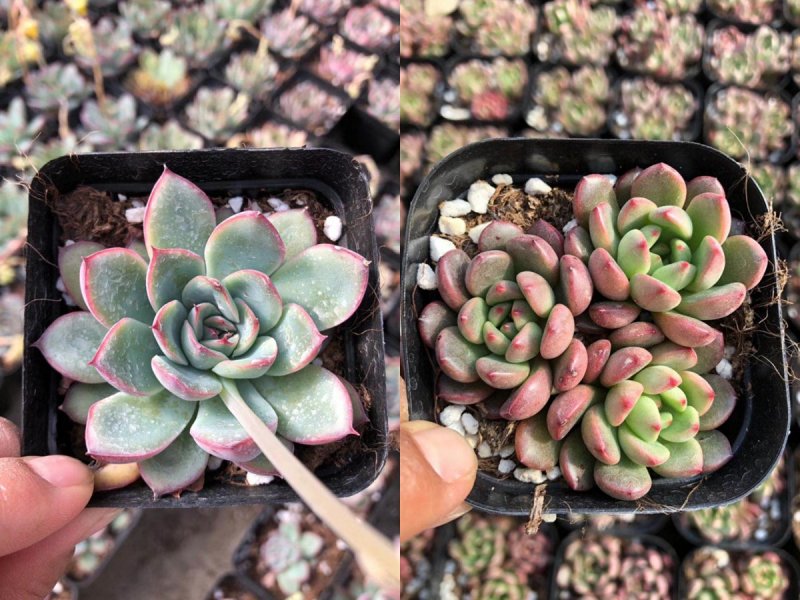 各种多肉批发