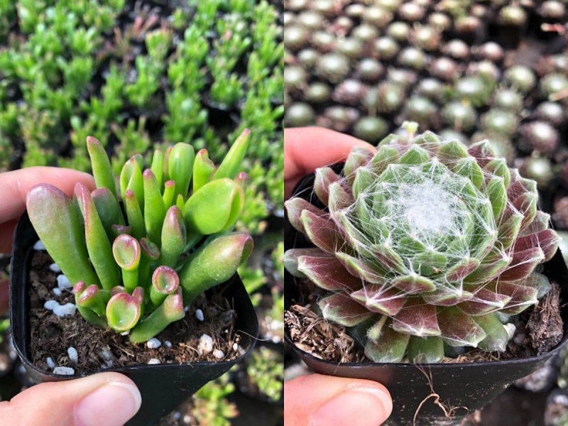 各种多肉批发