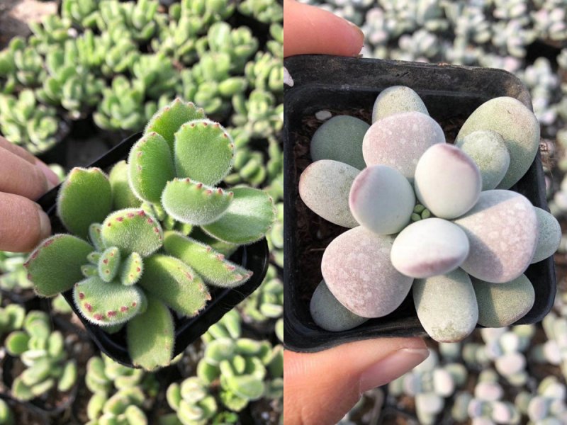 各种多肉批发