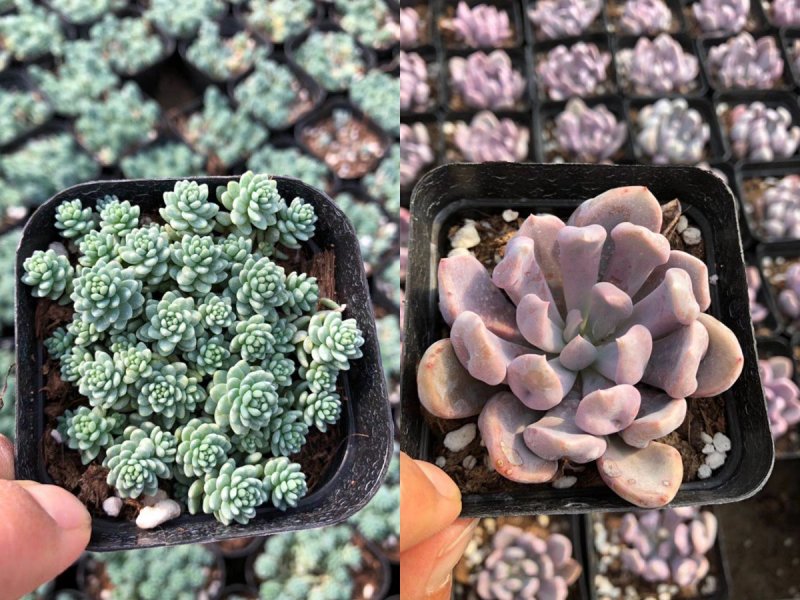各种多肉批发