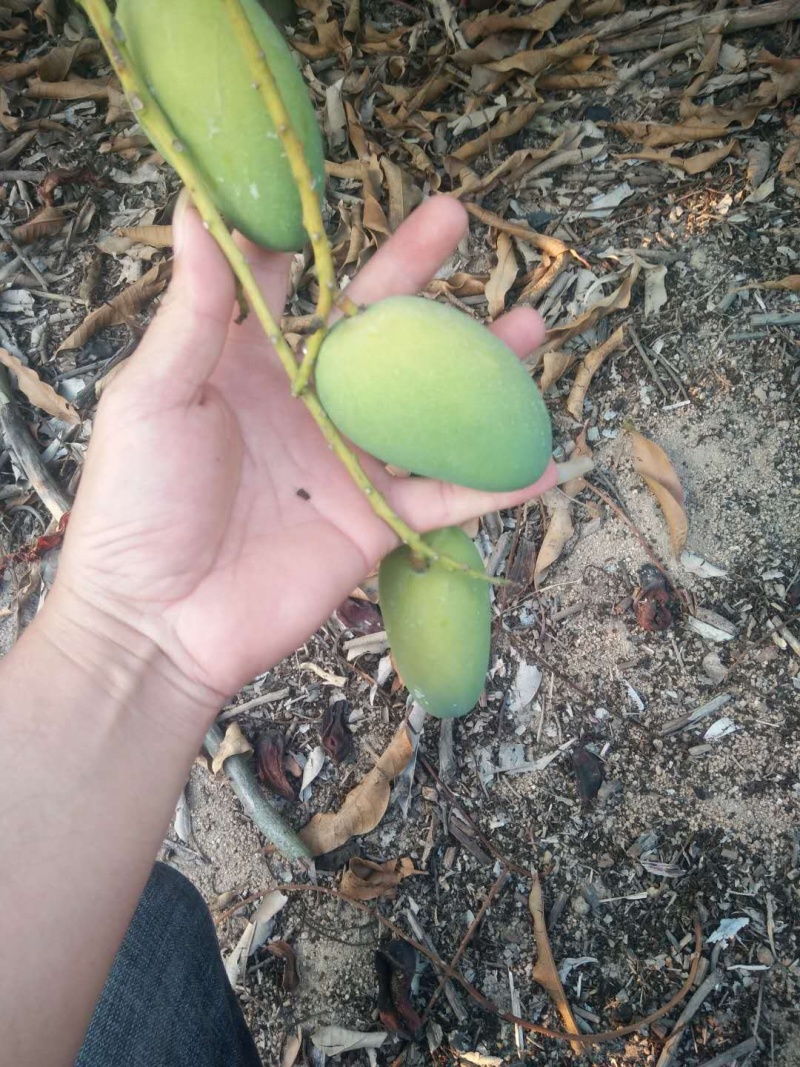 小台芒