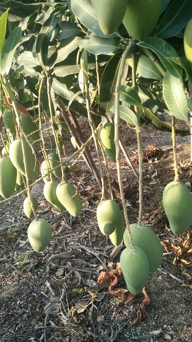 小台芒