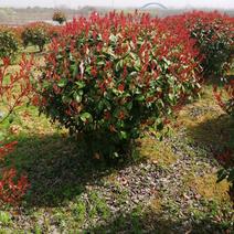 红叶石楠球，红叶石楠柱，红叶石楠小苗产地肥西500亩