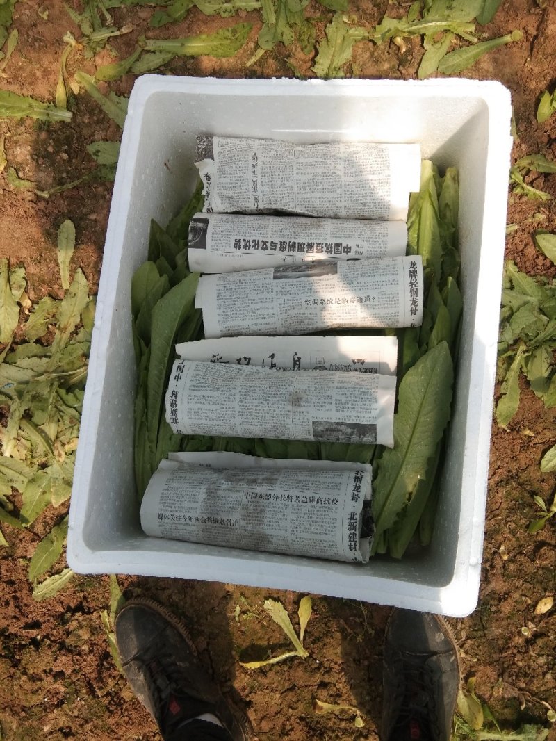 油麦菜大量上市，高度25/30
