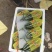 甜瓜香瓜花蕾甜瓜大量供应实力代办一件代发