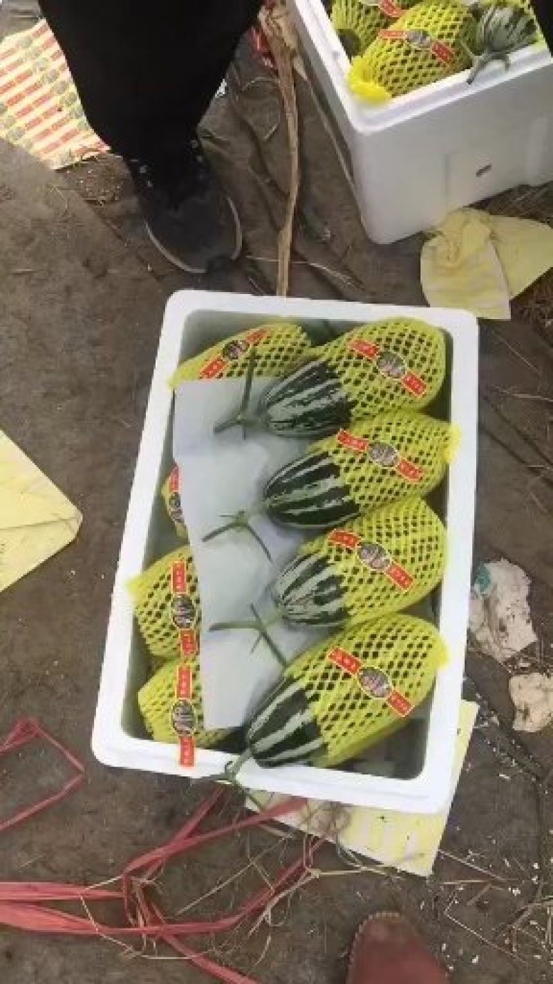 甜瓜香瓜花蕾甜瓜大量供应实力代办一件代发