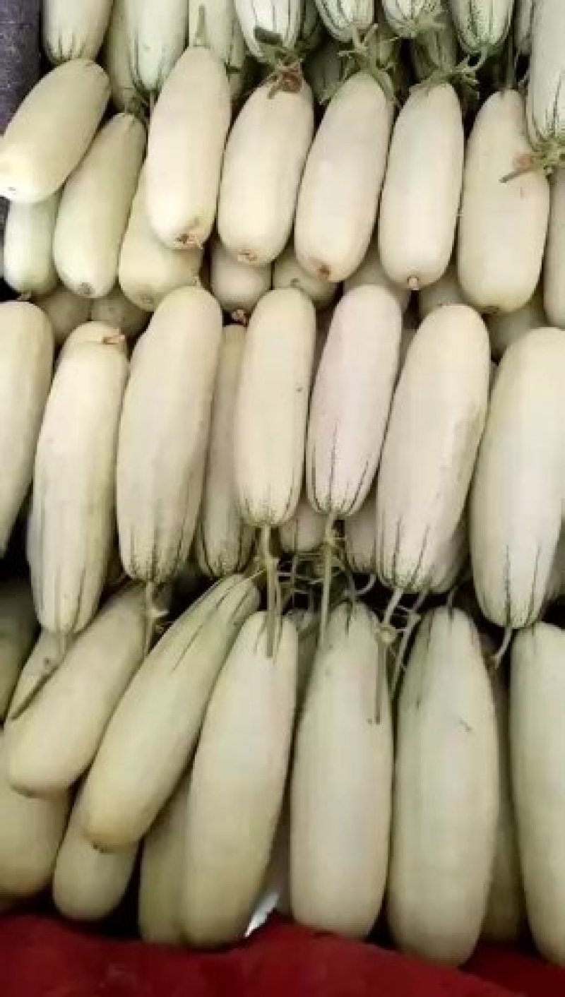 甜瓜香瓜花蕾甜瓜大量供应实力代办一件代发