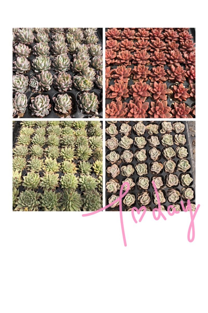 各种穴盘苗