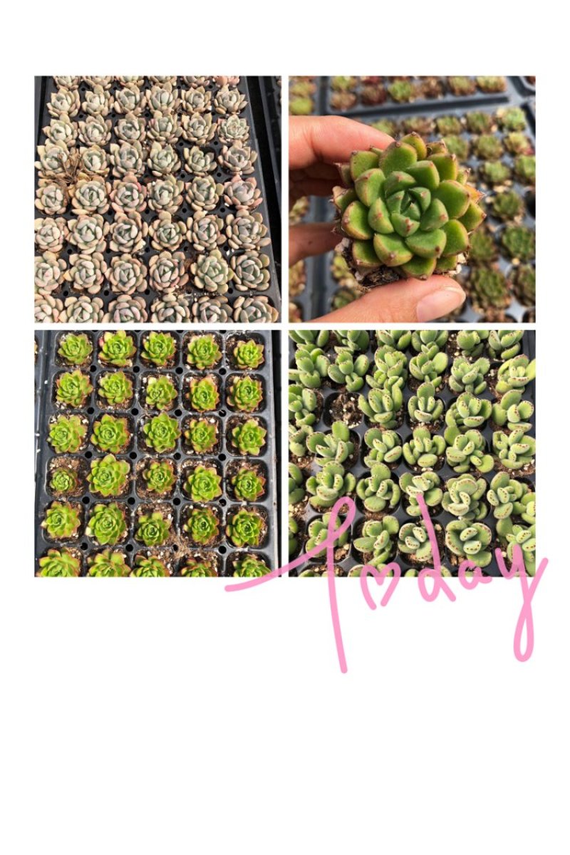 各种穴盘苗