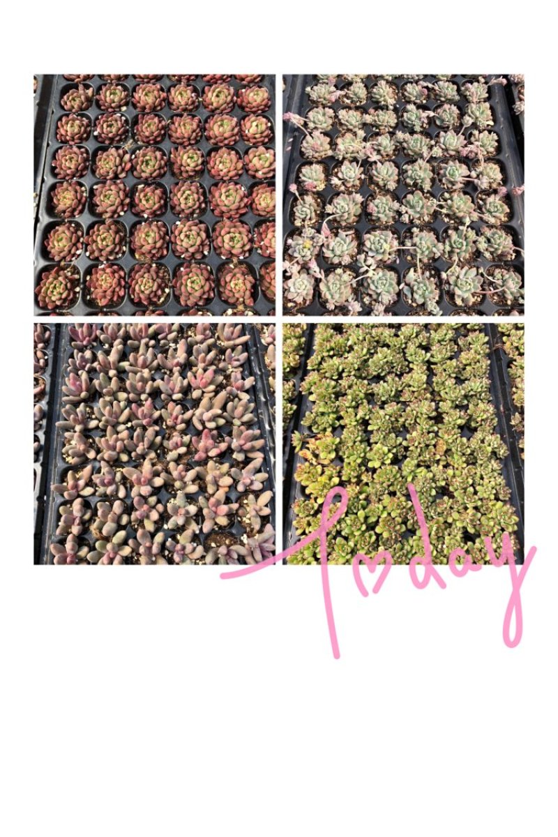 各种穴盘苗