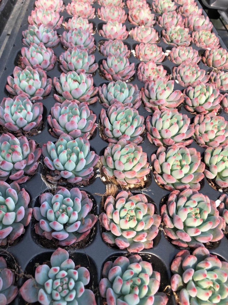 各种穴盘苗