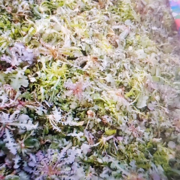 野生苦碟菜10斤包邮