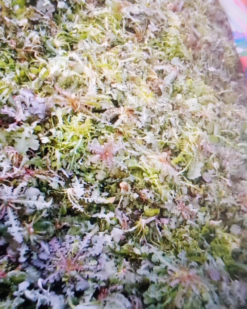 野生苦碟菜10斤包邮