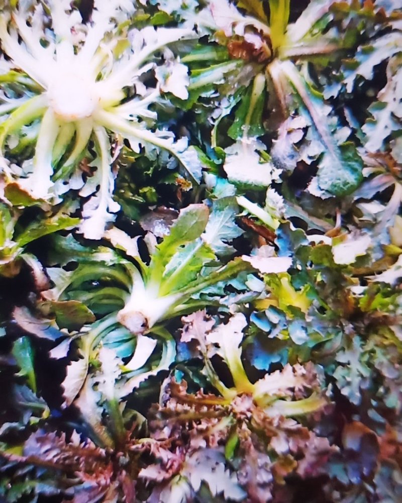 野生苦碟菜10斤包邮