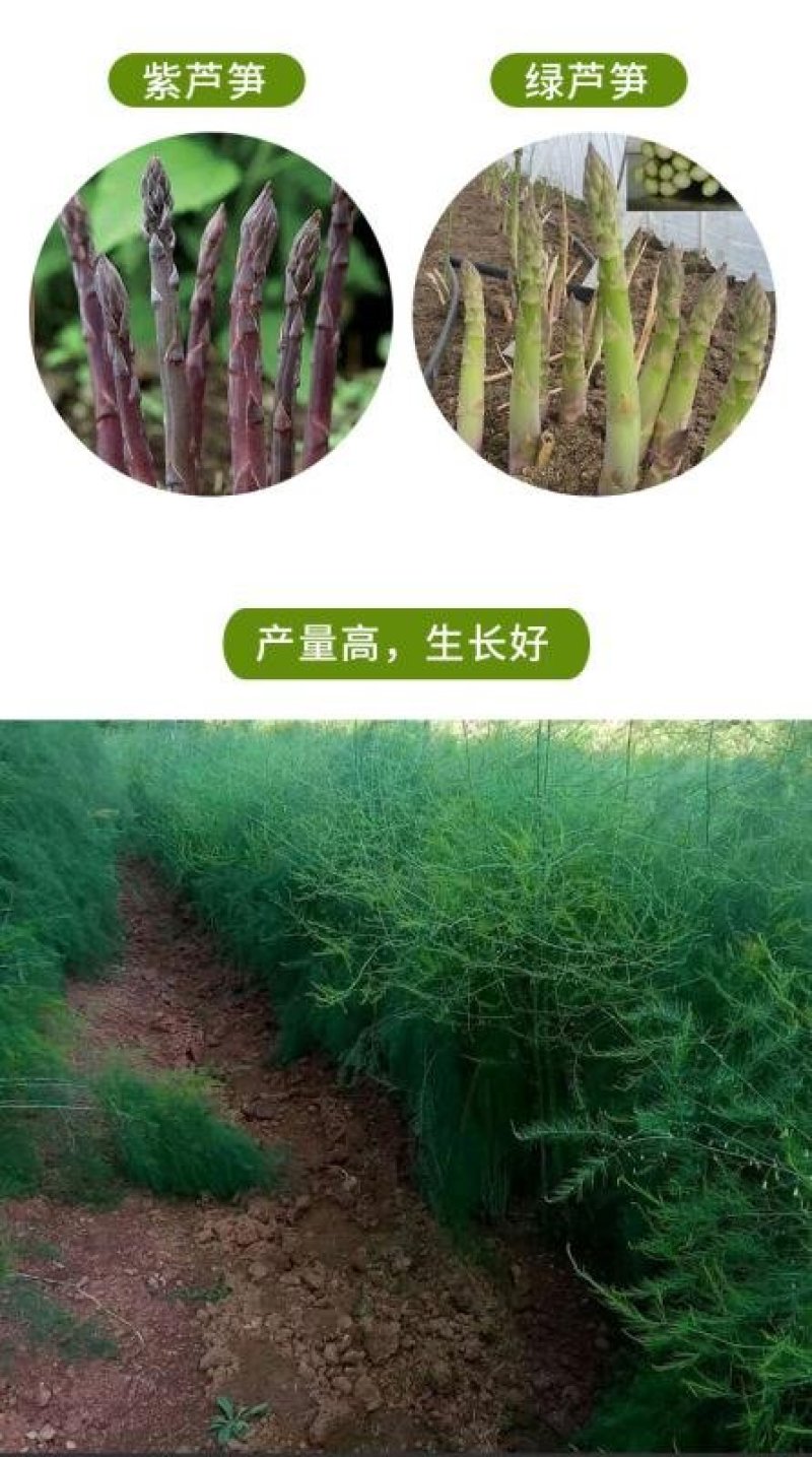 芦笋苗优质高产包活紫色芦笋苗死苗补发保证质量